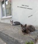 Kaks kiisut, kes armastasid vabadust